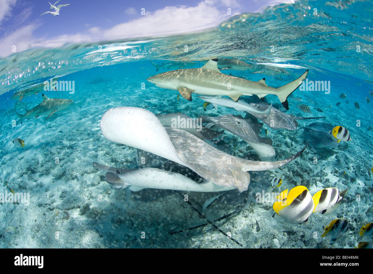 Blacktip Reef Shark and Southern Stingray, Dasyatis americana, Carcharhinus melanopterus, Bora Bora, French Polynesia Stock Photo