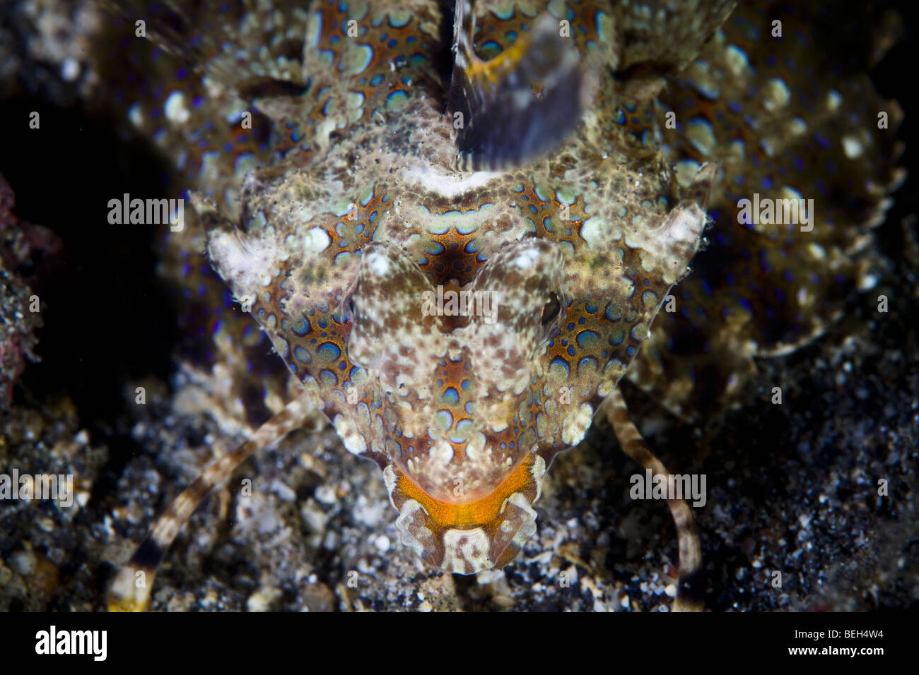 Fingered Dragonet, Dactylopus dactylopus, Sulawesi, Lembeh Strait, Indonesia Stock Photo