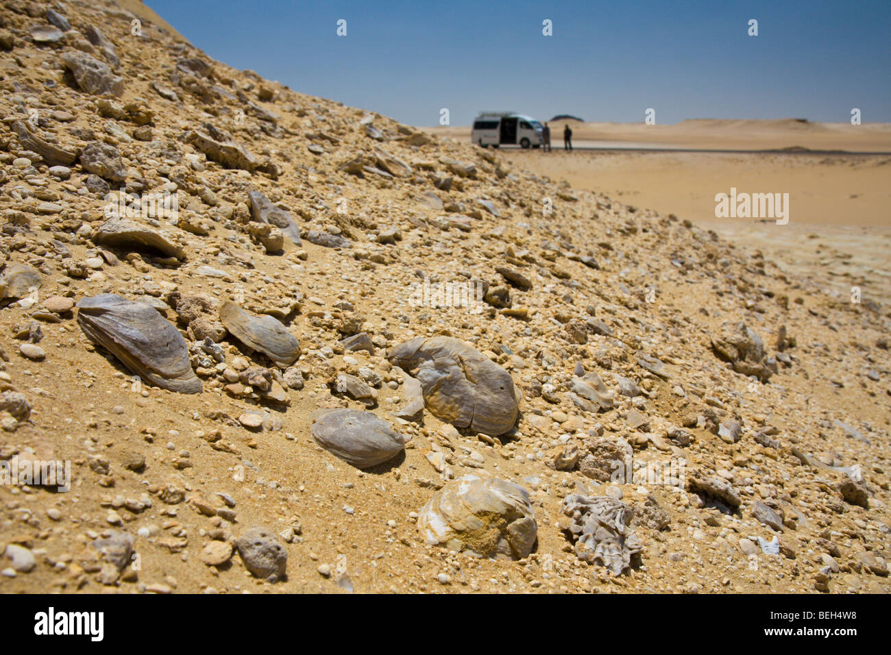 Fossil Shells in Desert, Bahariya Oasis, Libyan Desert, Egypt Stock