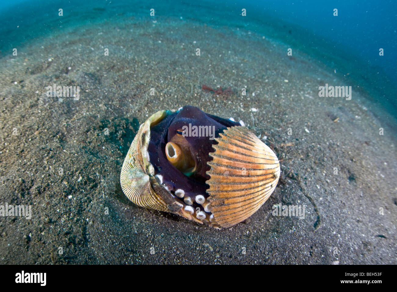 Veined Octopus hides in empty Shell, Octopus marginatus, Sulawesi, Lembeh Strait, Indonesia Stock Photo