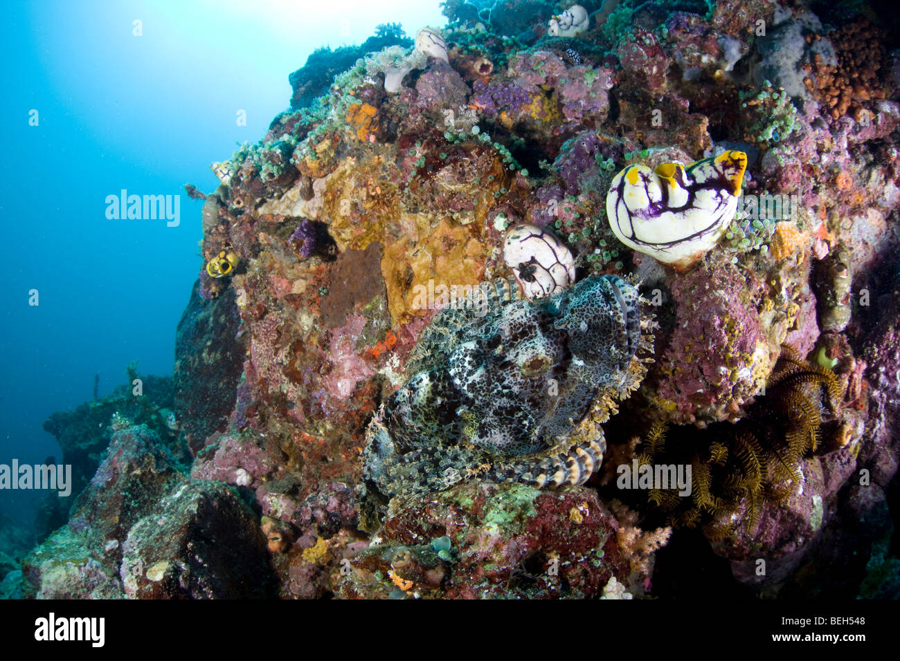 Scorpianfish hiding between Coral Reef, Scorpaenopsis oxycephalus, Sulawesi, Lembeh Strait, Indonesia Stock Photo