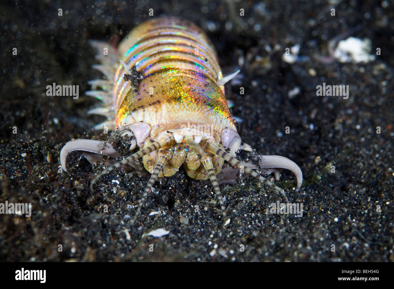 Bobbit Worm, Eunice aphroditois, Sulawesi, Lembeh Strait, Indonesia Stock Photo