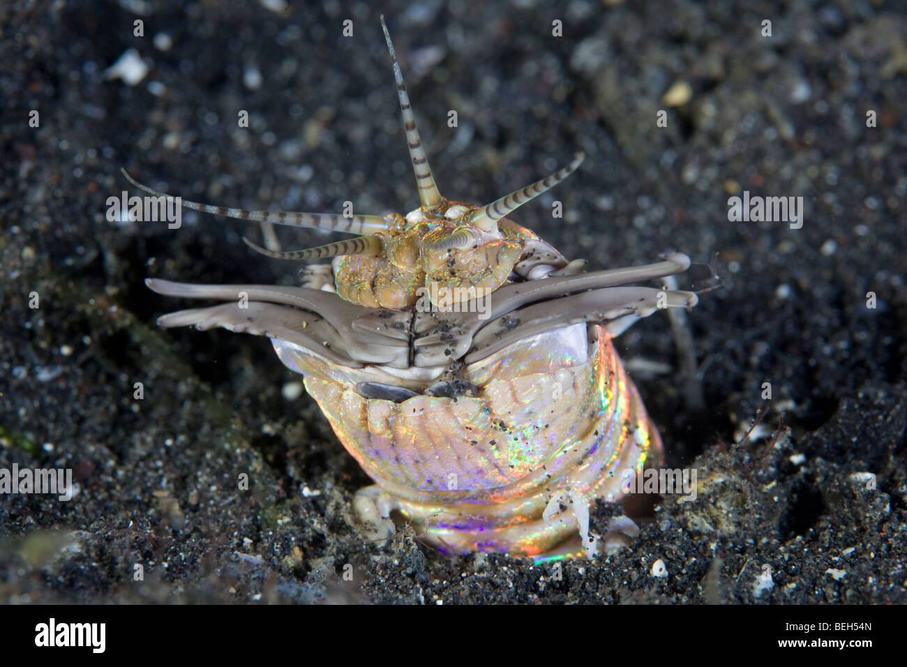Bobbit Worm, Eunice aphroditois, Sulawesi, Lembeh Strait, Indonesia Stock Photo