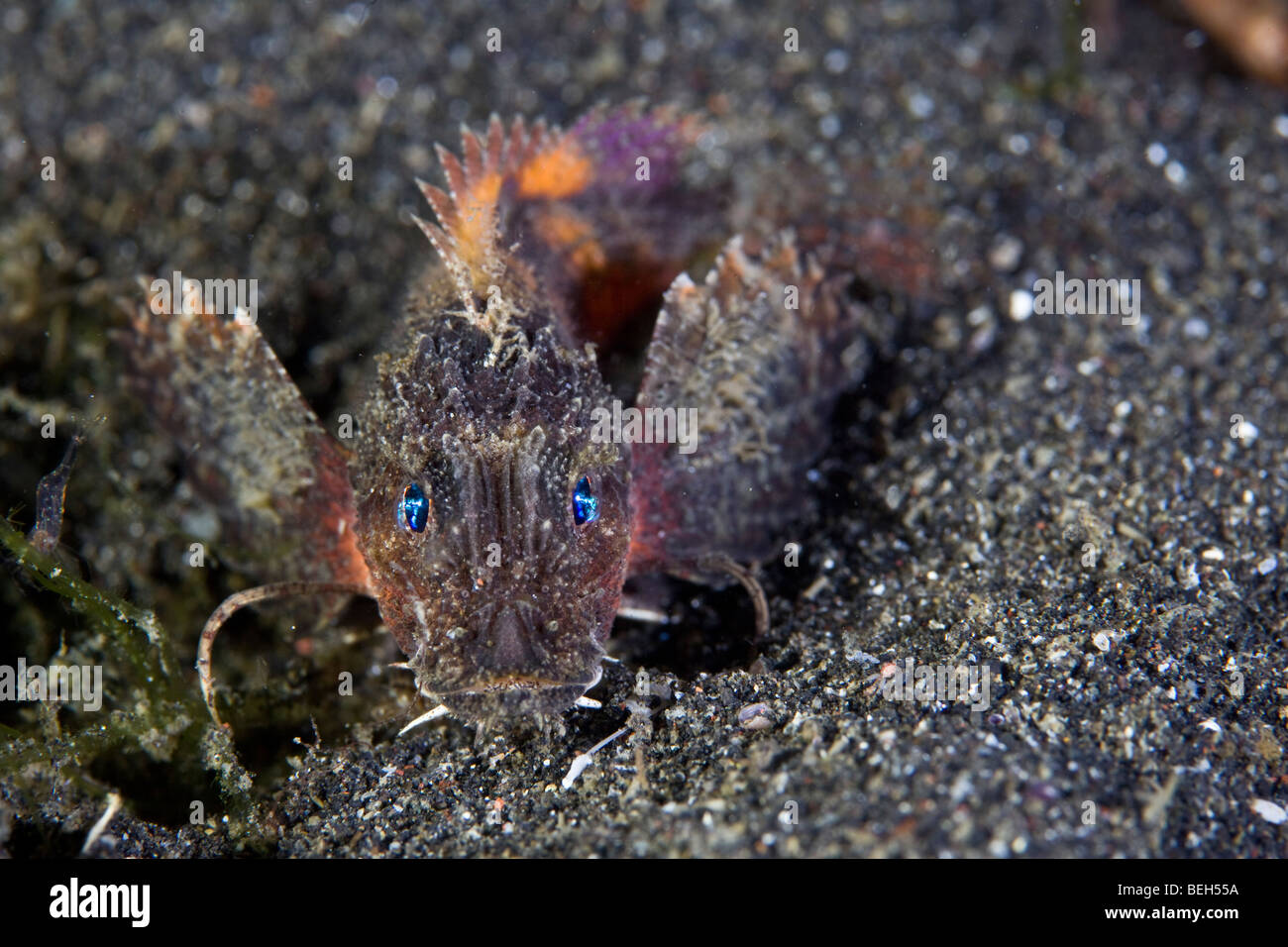 Painted Stingfish, Minous pictus, Sulawesi, Lembeh Strait, Indonesia Stock Photo