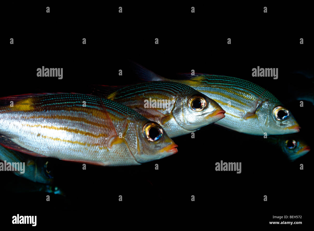 Glowspot Emperor, Gnathodentex aurolineatus, Ellaidhoo House Reef, Ari Atoll, Maldives Stock Photo