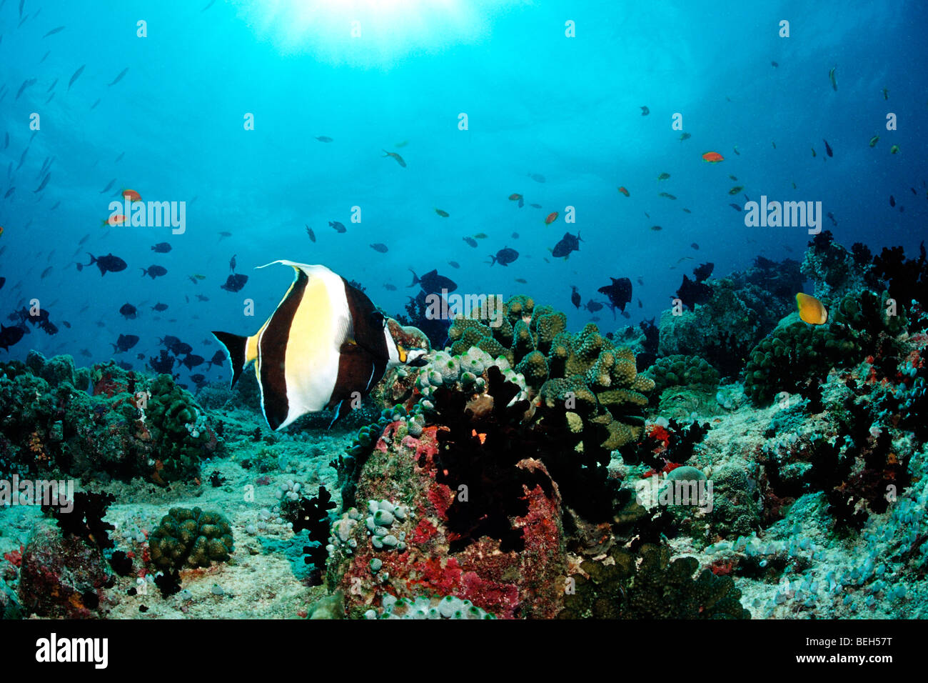 Moorish Idol in Coral Reef, Zanclus cornutus, North Ari Atoll, Maldives Stock Photo