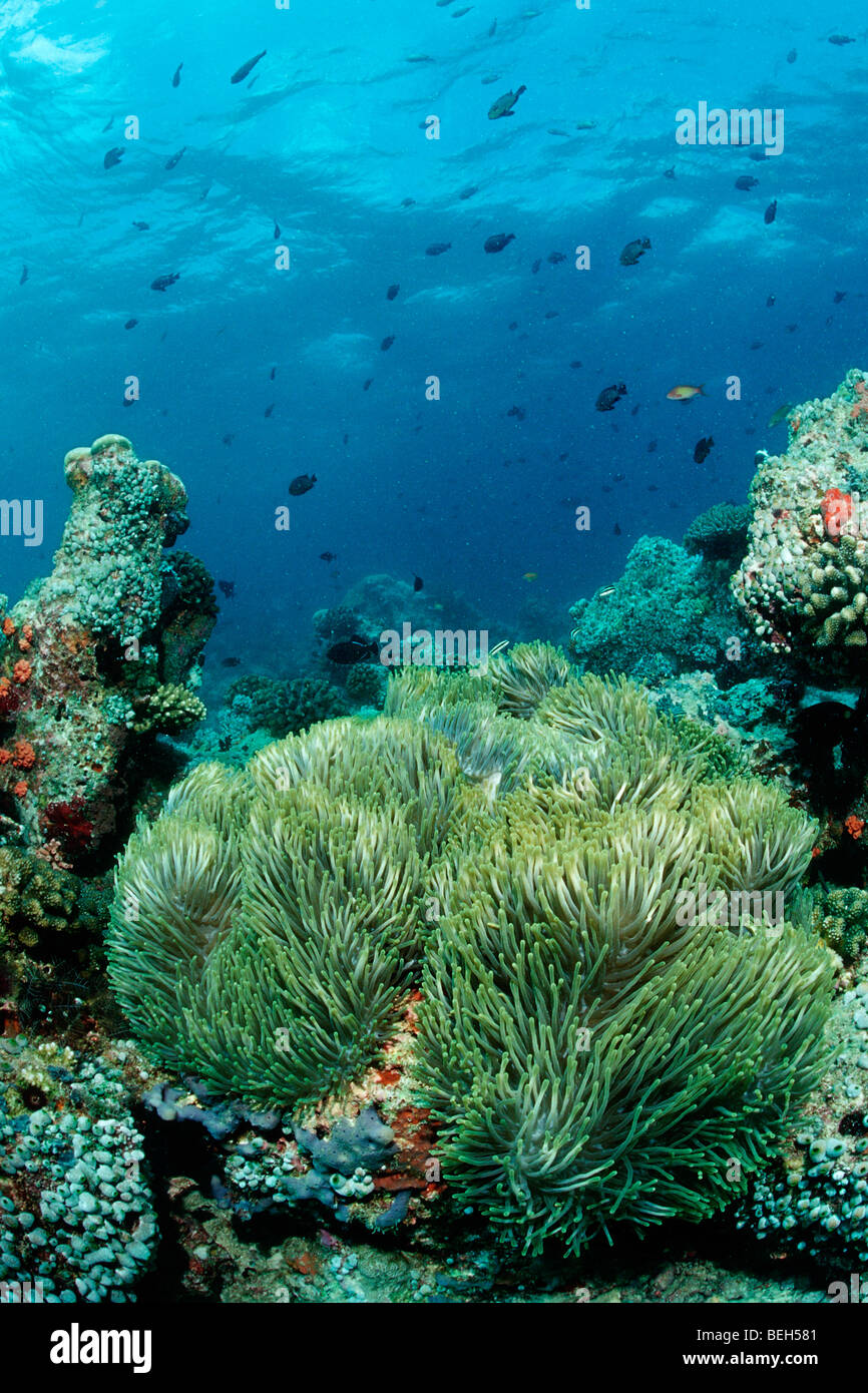 Magnificent Anemone in Coral Reef, Heteractis magnifica, North Ari Atoll, Maldives Stock Photo