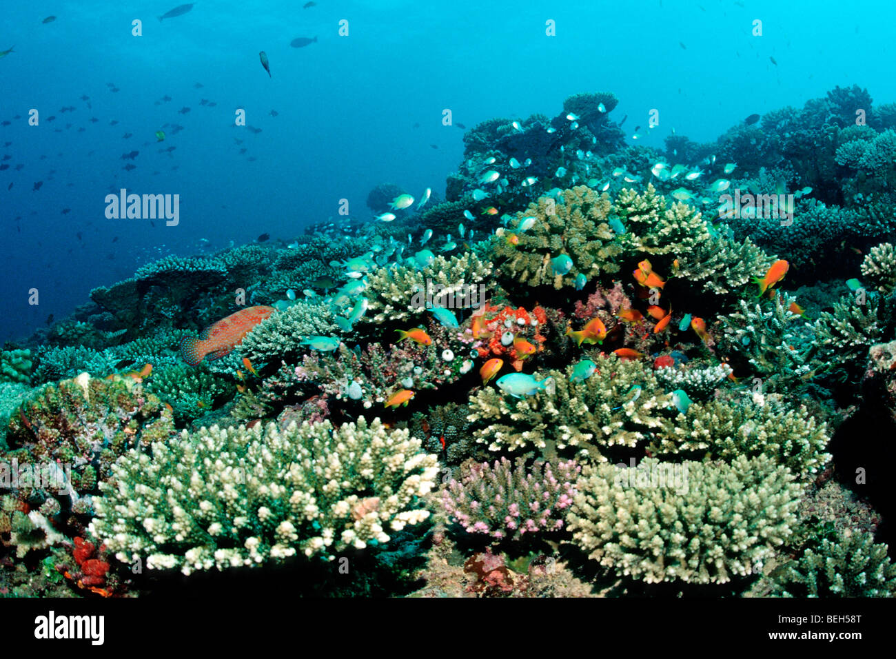 Coral Reef with Chromis, Chromis viridis, North Ari Atoll, Maldives Stock Photo