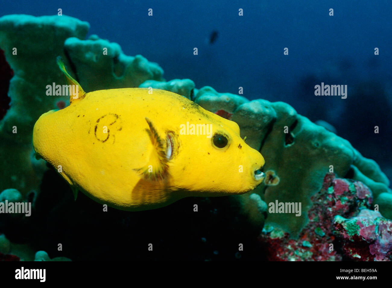 Yellow Blackspotted Puffer, Arothron nigropunctatus, North Ari Atoll, Maldives Stock Photo