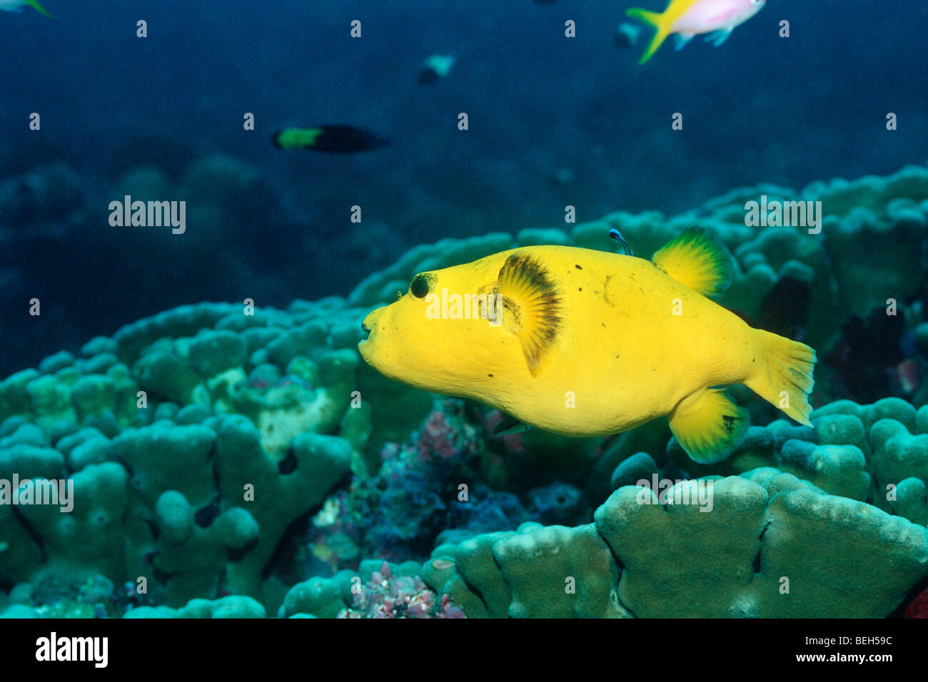 Yellow Blackspotted Puffer, Arothron nigropunctatus, North Ari Atoll, Maldives Stock Photo