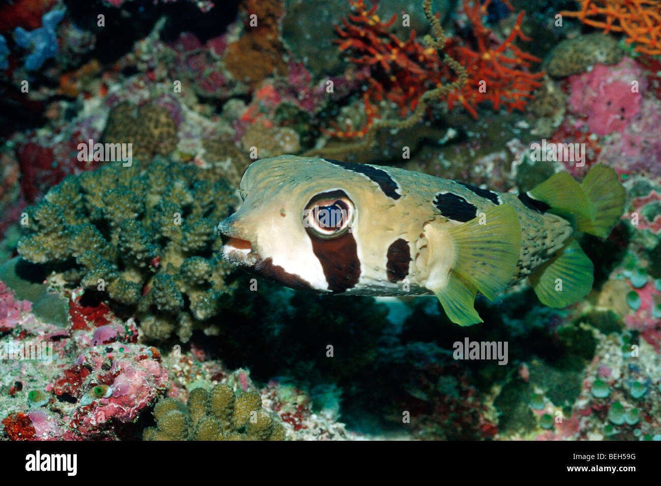 Black-blotched Porcupinefish, Diodon liturosus, North Ari Atoll, Maldives Stock Photo
