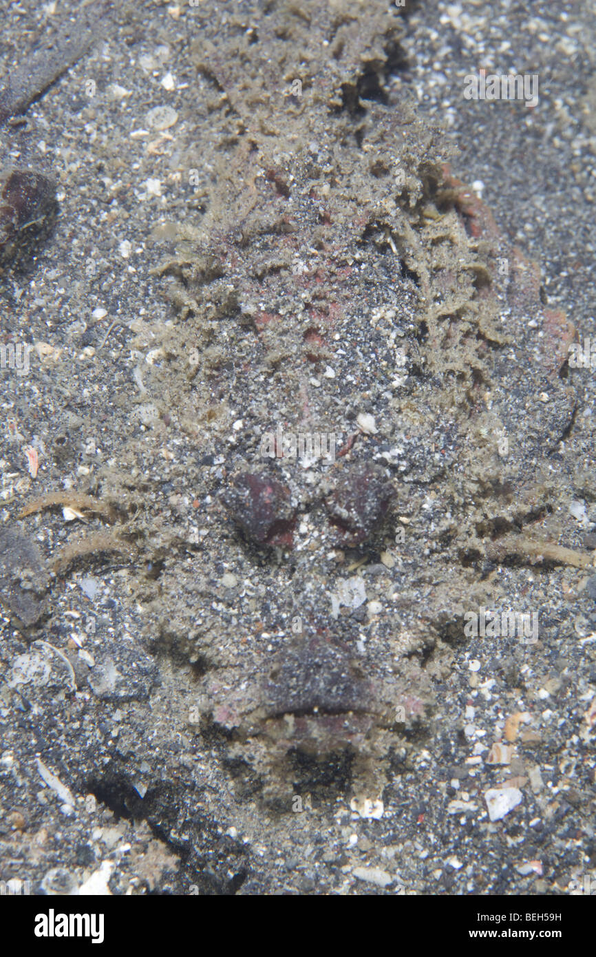 Spiny Devilfish, Inimicus didactylus, Sulawesi, Lembeh Strait, Indonesia Stock Photo