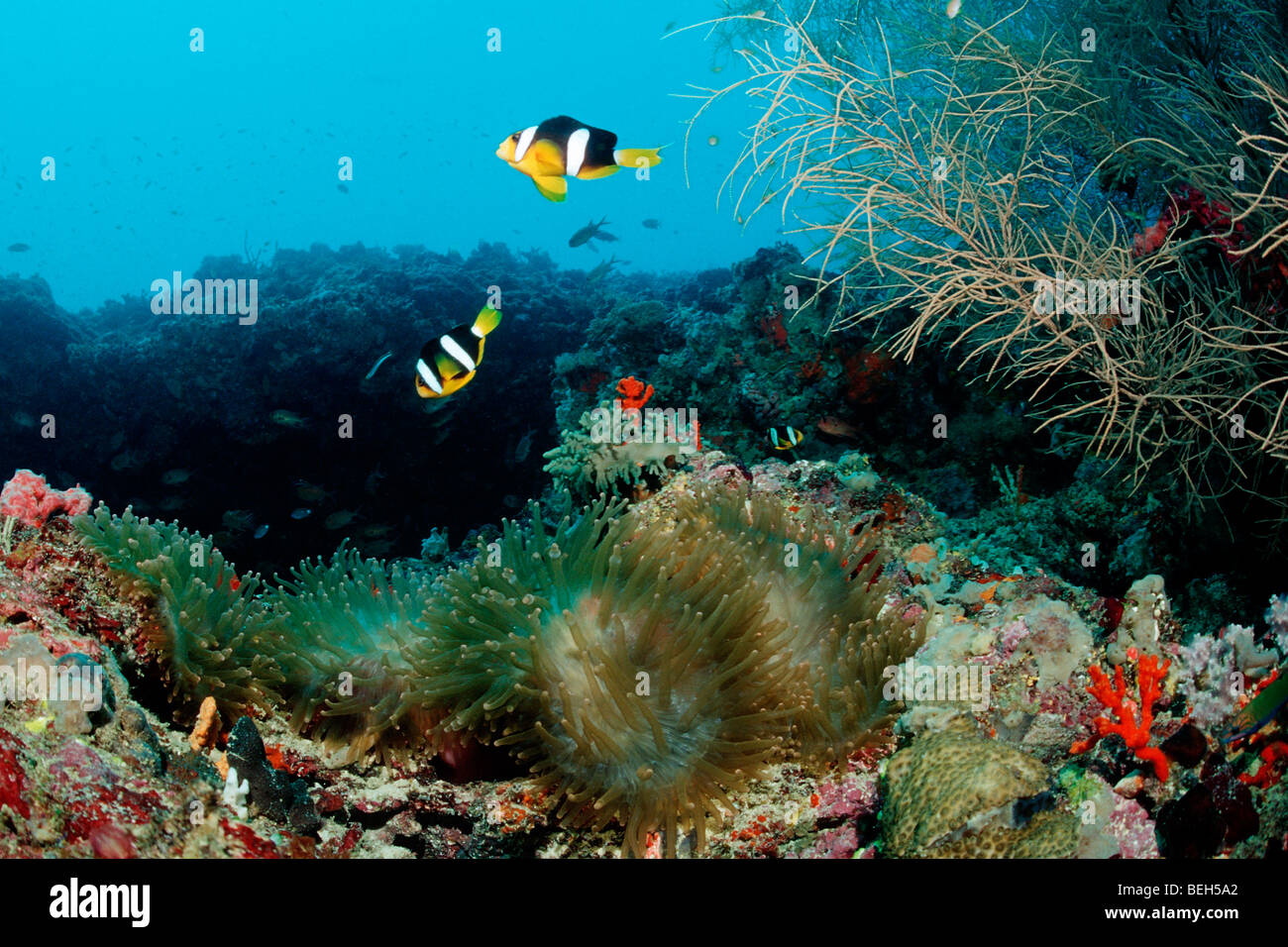 Clarks Anemonefish over Coral Reef, Amphiprion clarkii, North Ari Atoll, Maldives Stock Photo