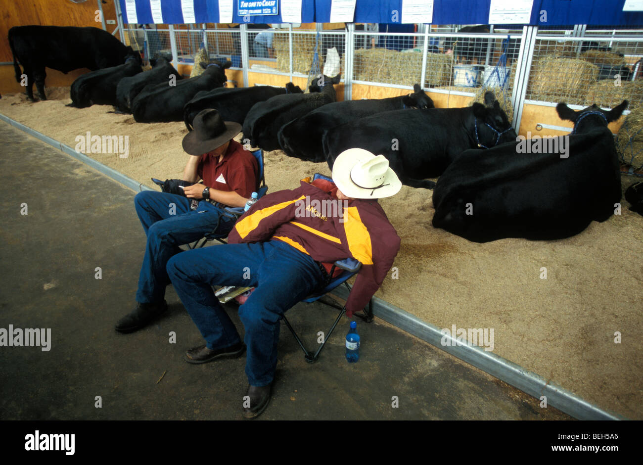 The Cattle Pavilion Sydney Royal Easter Show New South Wales Australia Stock Photo - Alamy