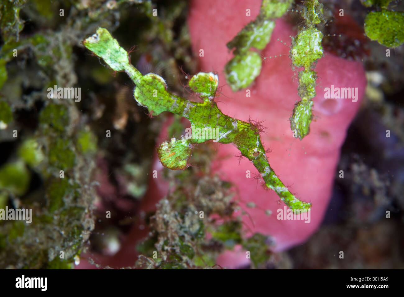 Ghost Pipefish lives amongst Halimeda Algae, Solenostomus halimeda, Sulawesi, Lembeh Strait, Indonesia Stock Photo