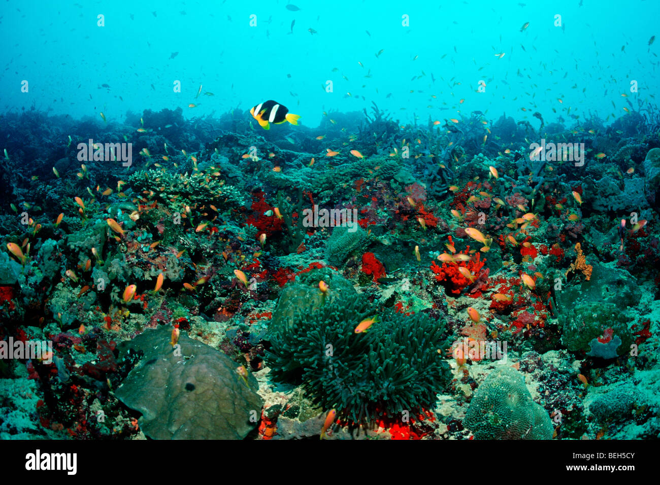Clarks Anemonefish in Coral Reef, Amphiprion clarkii, South Male Atoll, Maldives Stock Photo