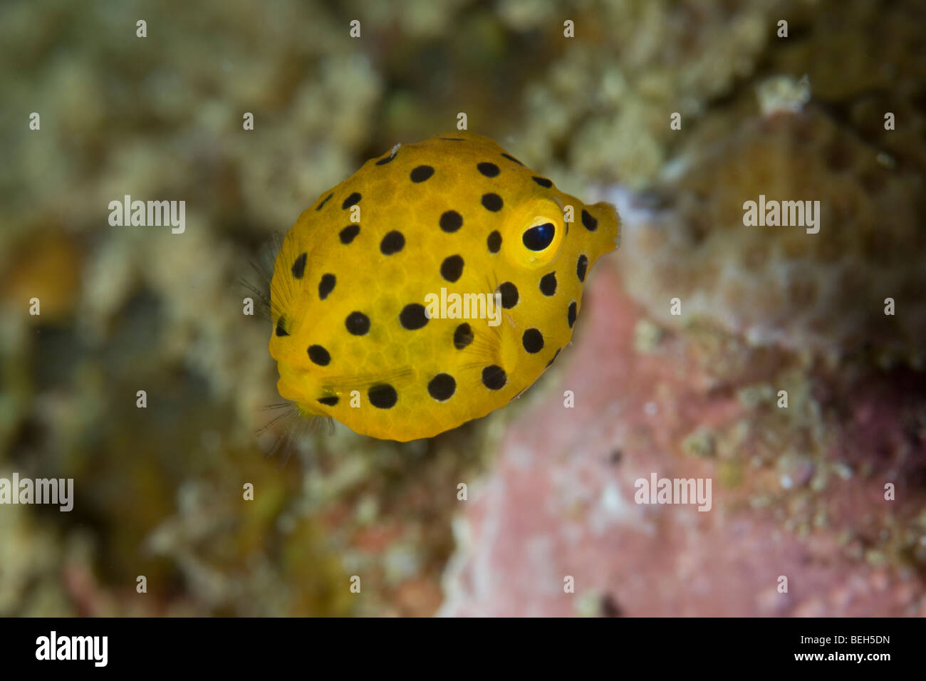 Juvenile Yellow Boxfish, Ostracion cubicus, North Sulawesi, Indonesia Stock Photo