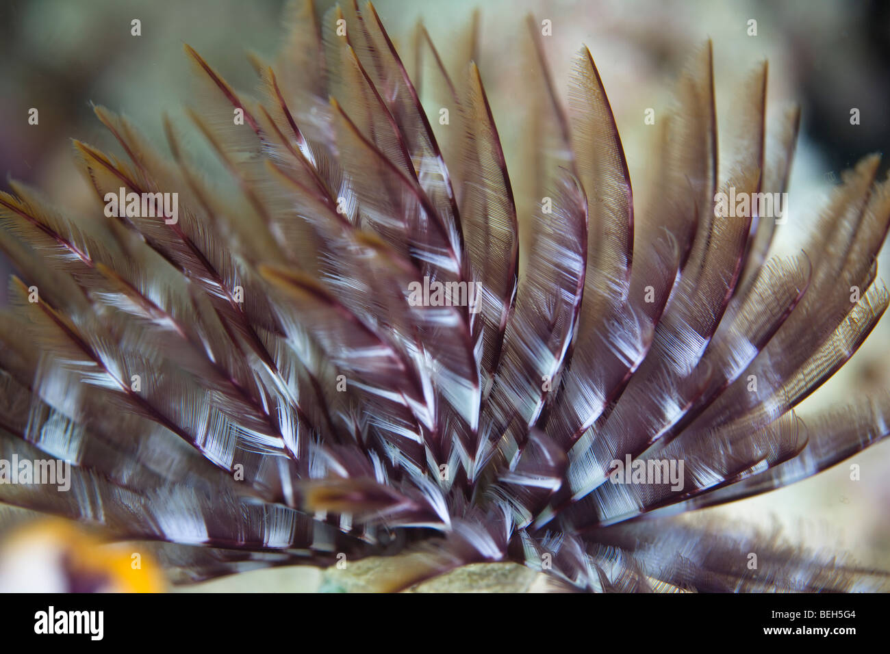 Tentacle of Featherduster Worm, Sabellastarte sp., North Sulawesi, Indonesia Stock Photo