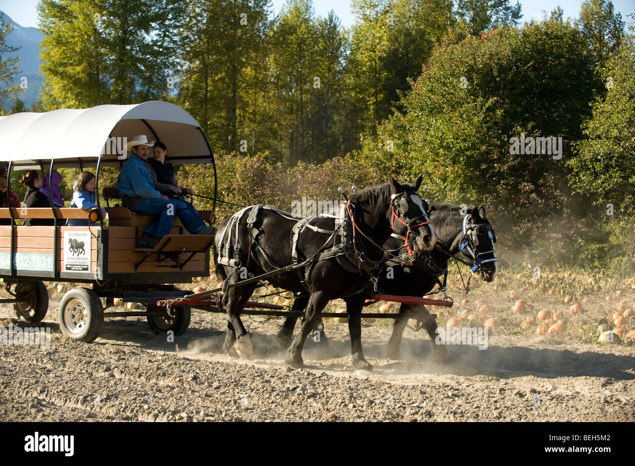 Horse and carriage rides. The North Arm Farm, Pemberton BC, Canada
