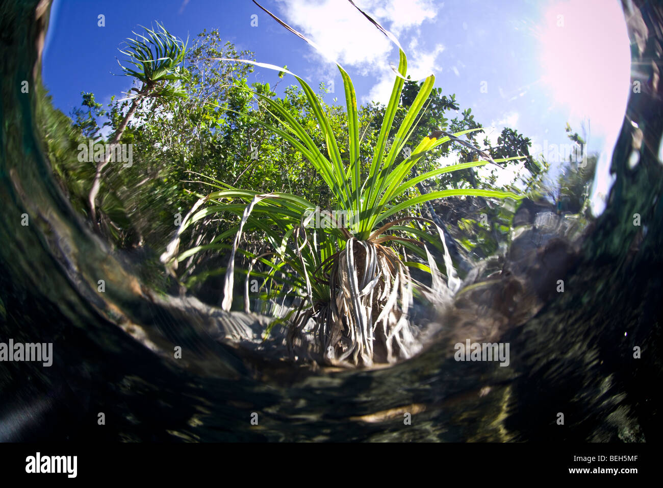 Vegetation of Misool Island, Raja Ampat, West Papua, Indonesia Stock Photo