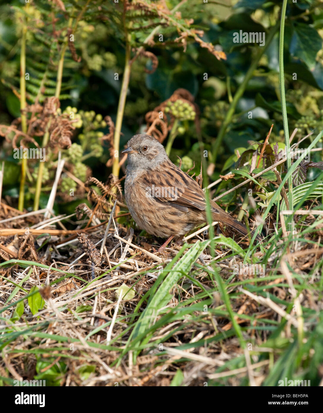 Dunnock, (Hedge sparrow, Hedge Accentor),  Prunella modularis, on the Isles of Scilly Stock Photo