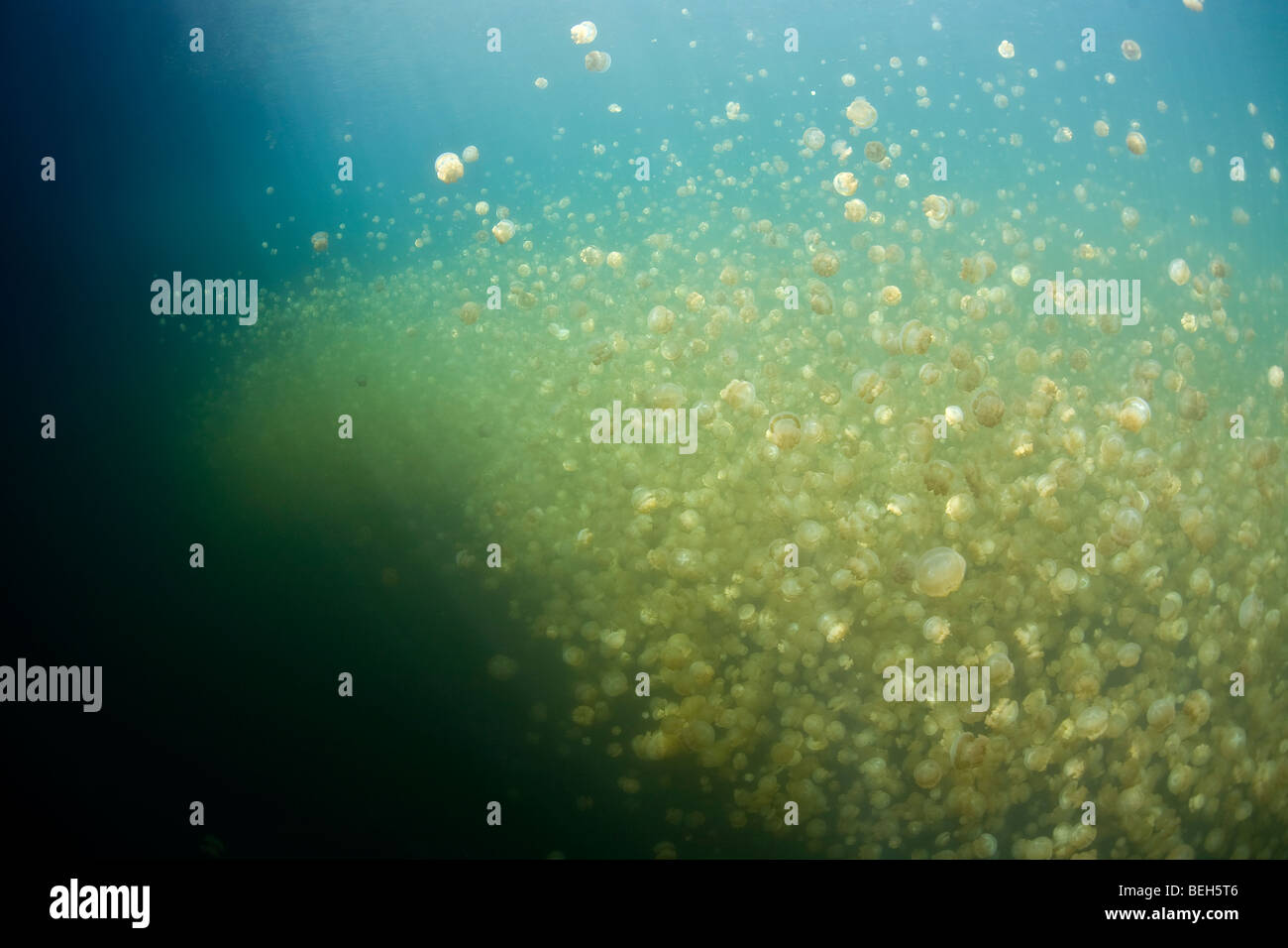 Jellyfish Lake with stingless Jellyfishes, Mastigias papua etpisonii, Micronesia, Palau Stock Photo