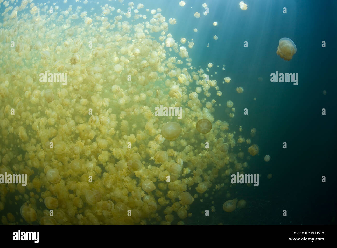 Jellyfish Lake with stingless Jellyfishes, Mastigias papua etpisonii, Micronesia, Palau Stock Photo