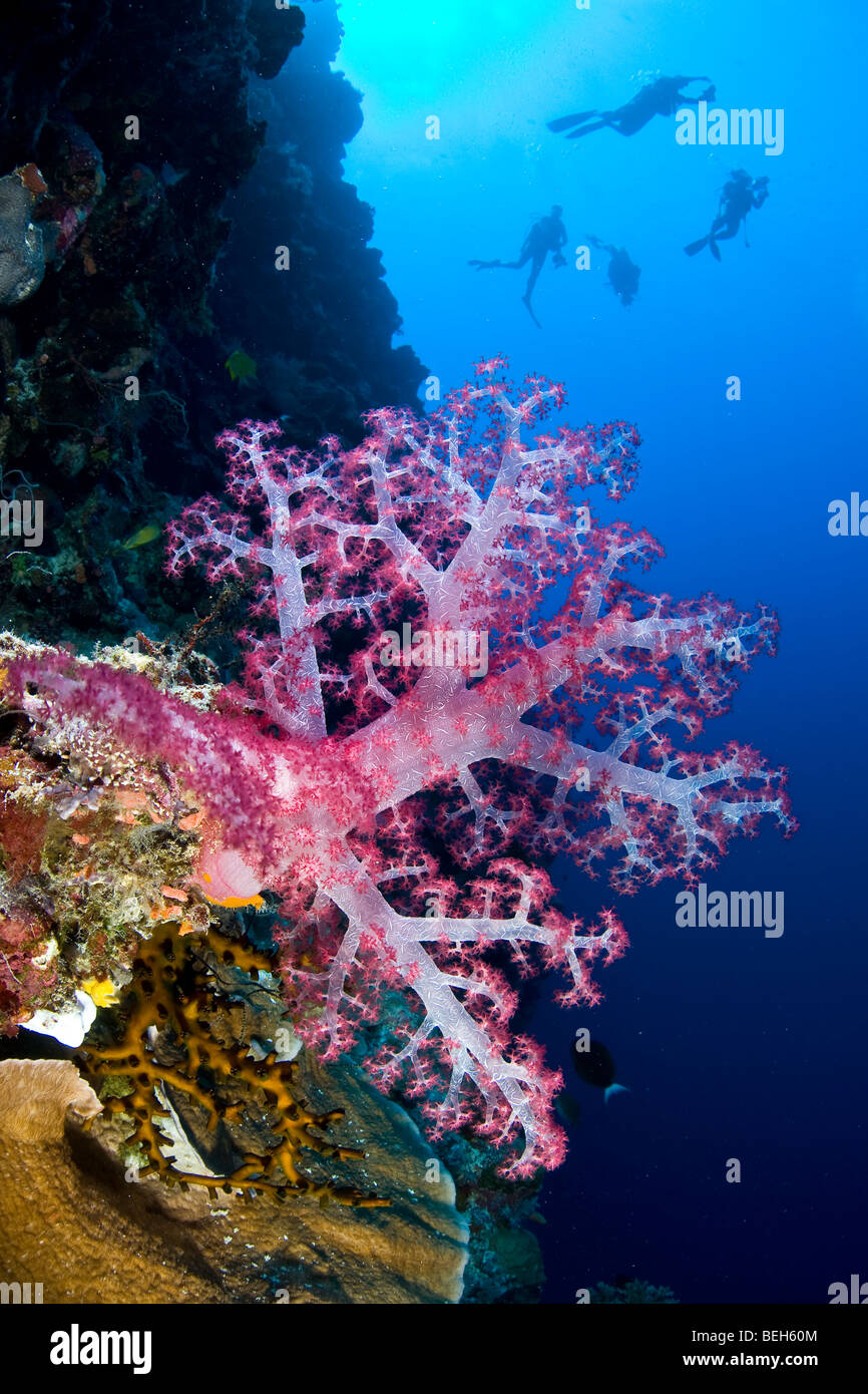 Red Soft Coral, Dendronephthya, Micronesia, Palau Stock Photo