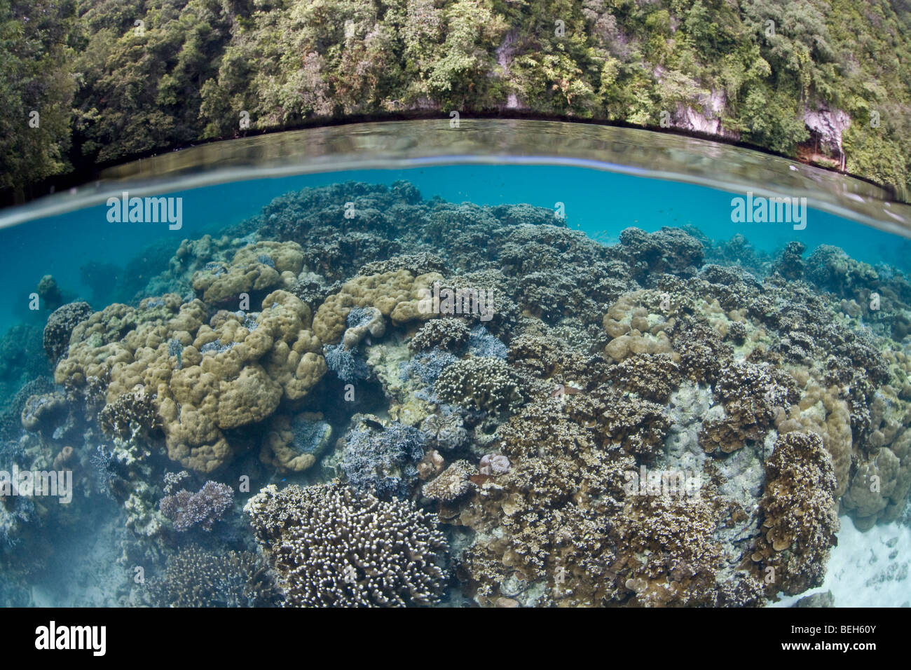 Healthy Corals in Lagoon, Micronesia, Palau Stock Photo