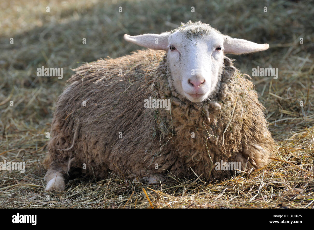 Domestic Sheep Ovis Aries Stock Photo - Alamy