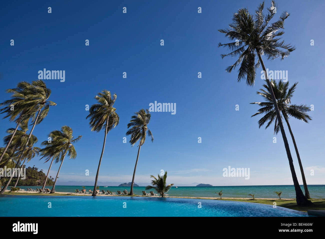 Palm tree next swimming pool hi-res stock photography and images - Alamy