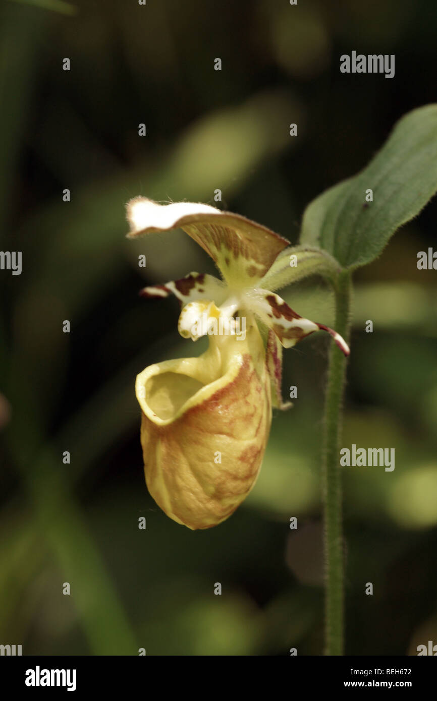 Orchid family - Yatabe lady’s slipper (Cypripedium guttatum  subsp. Yatabeanum). Stock Photo