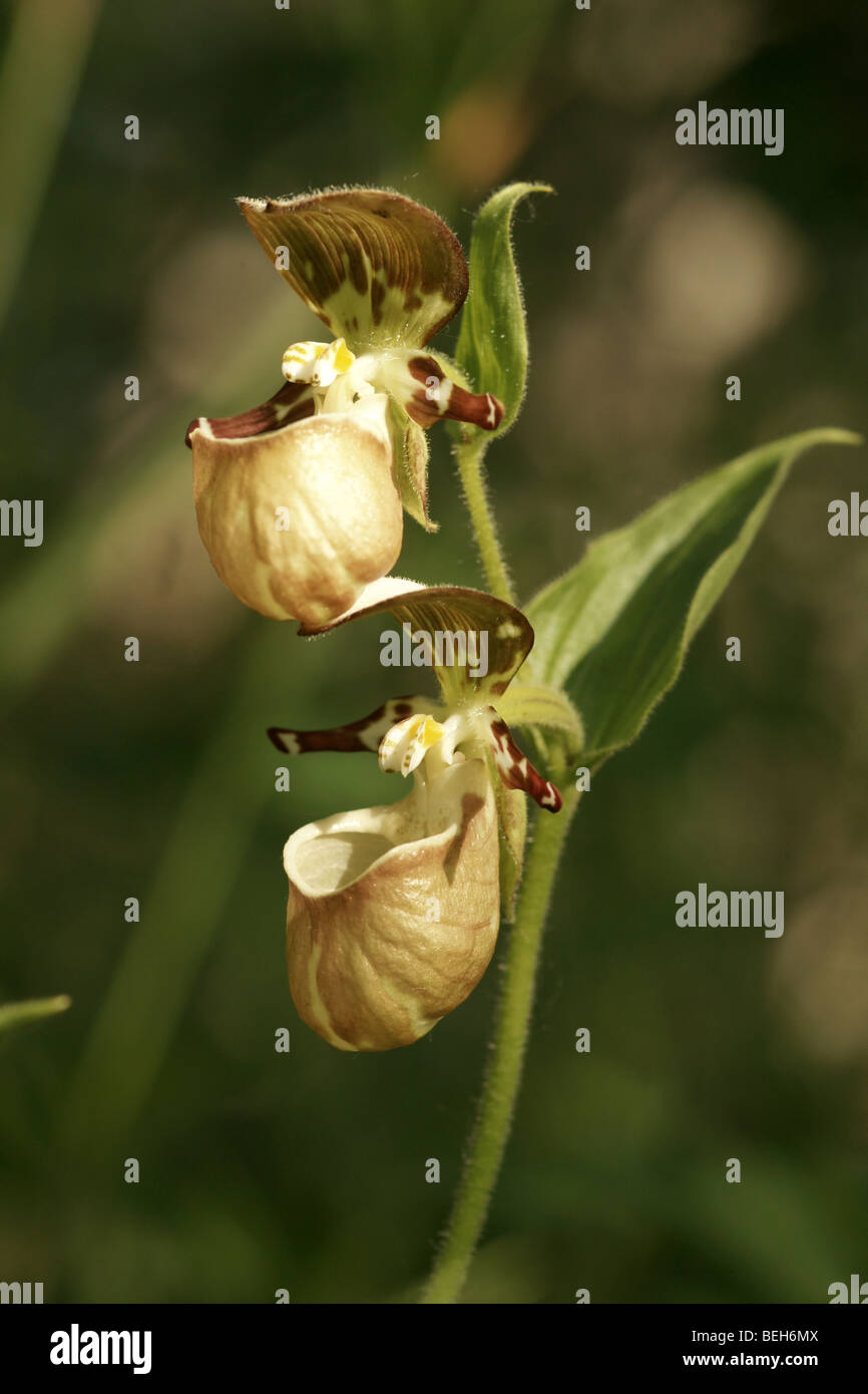 Orchid family - Yatabe lady’s slipper (Cypripedium guttatum  subsp. Yatabeanum). Stock Photo