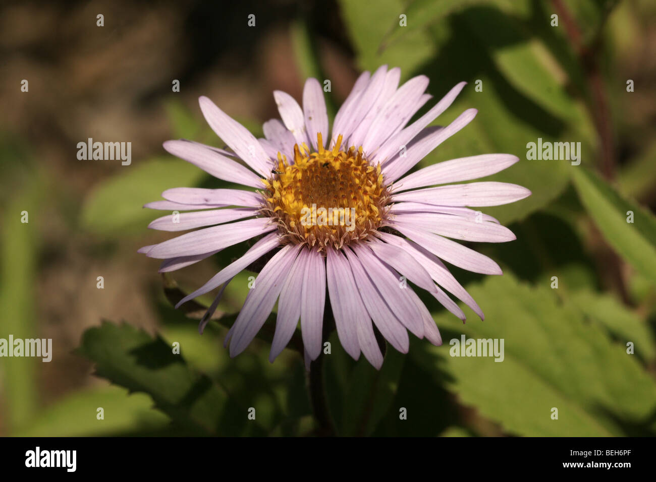 Aster sibiricus. Stock Photo