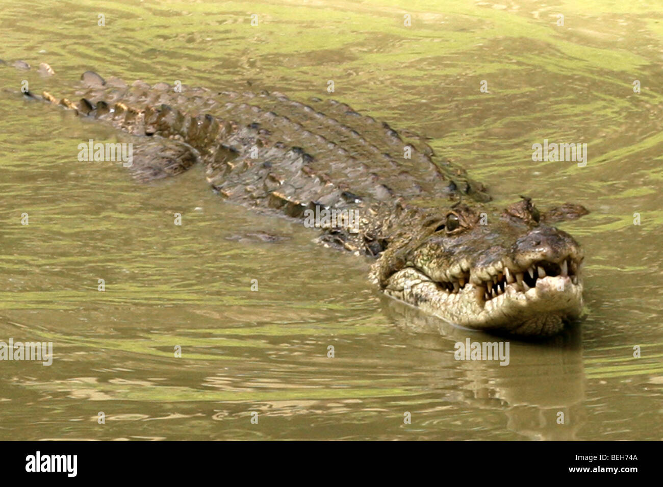 Nile Crocodile, Abuko Nature Reserve, Lamin,The Gambia Stock Photo - Alamy