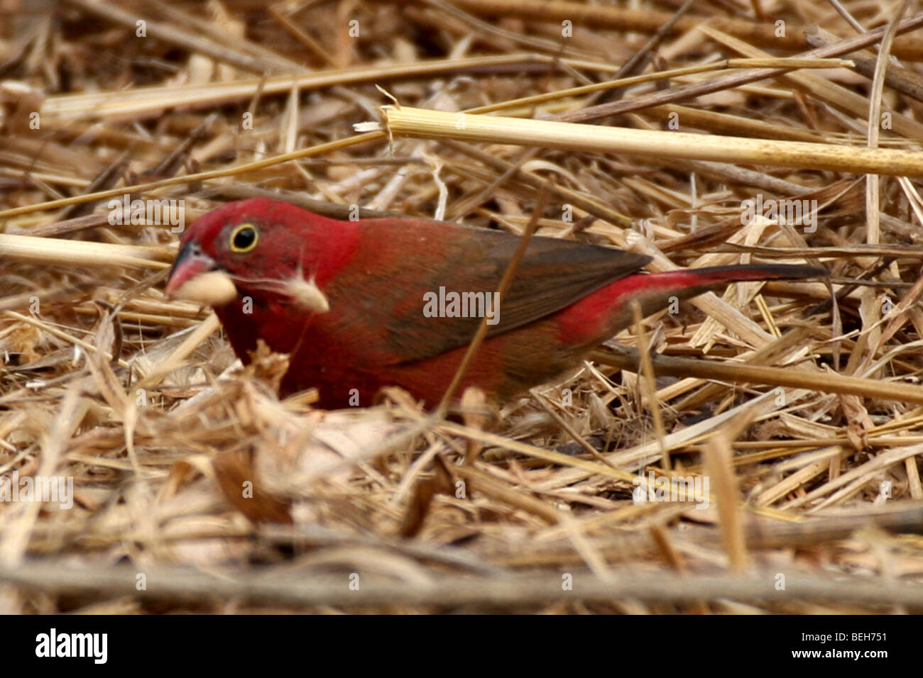 Male Red-billed firefinch or Senegal firefinch, Lagonosticta senegala,  searching for seeds/ food, The Gambia Stock Photo