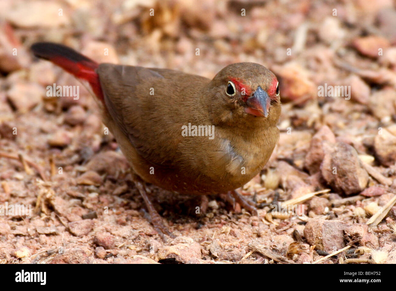 Female Red-billed firefinch or Senegal firefinch, Lagonosticta senegala, searching for seeds/ food, The Gambia Stock Photo