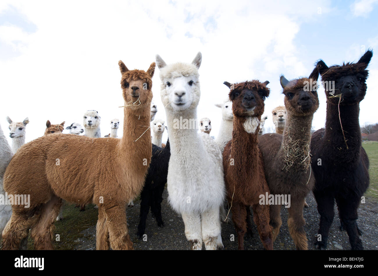 Holland, Alpaca farm Stock Photo