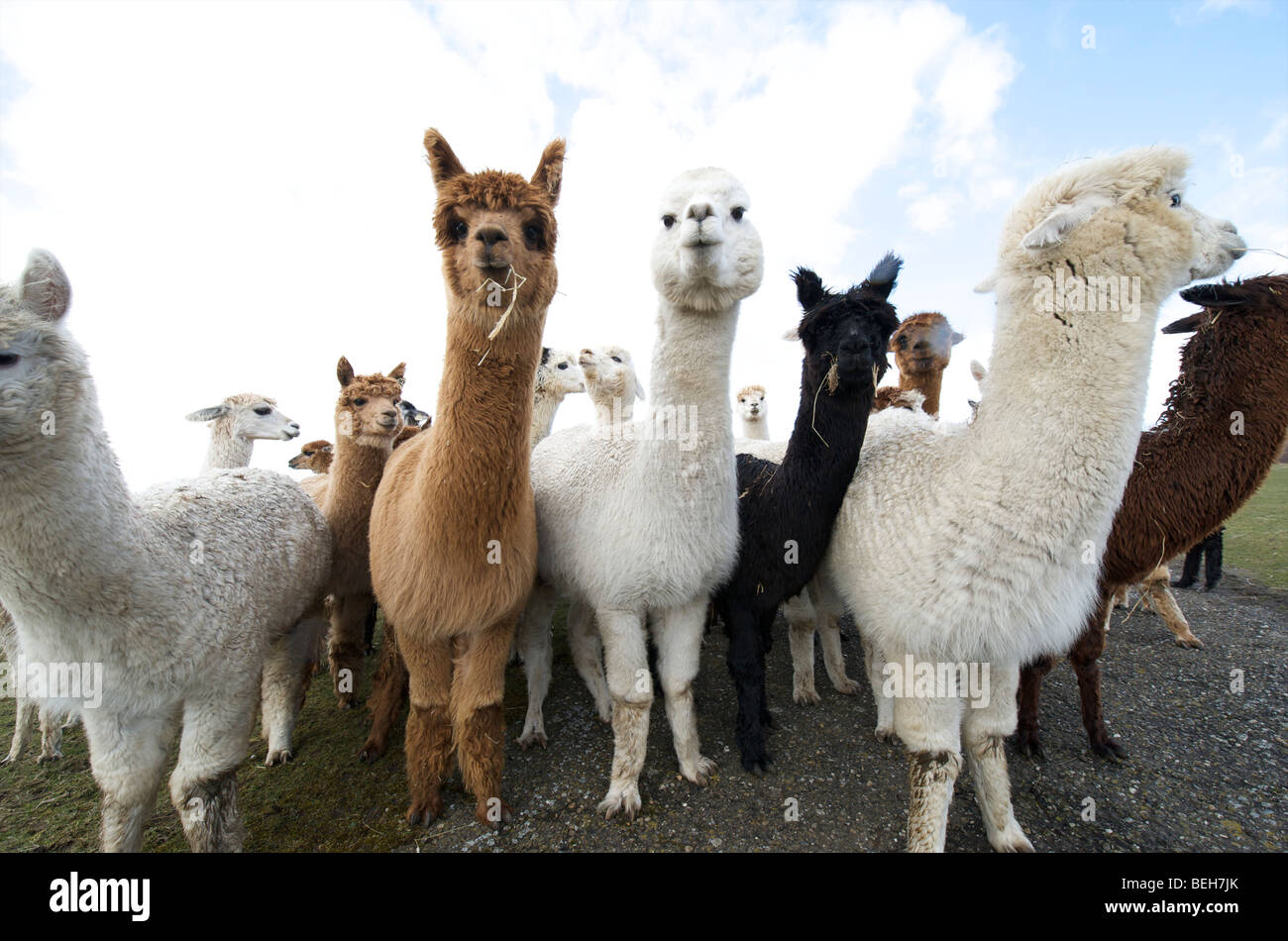 Holland, Alpaca farm Stock Photo Alamy