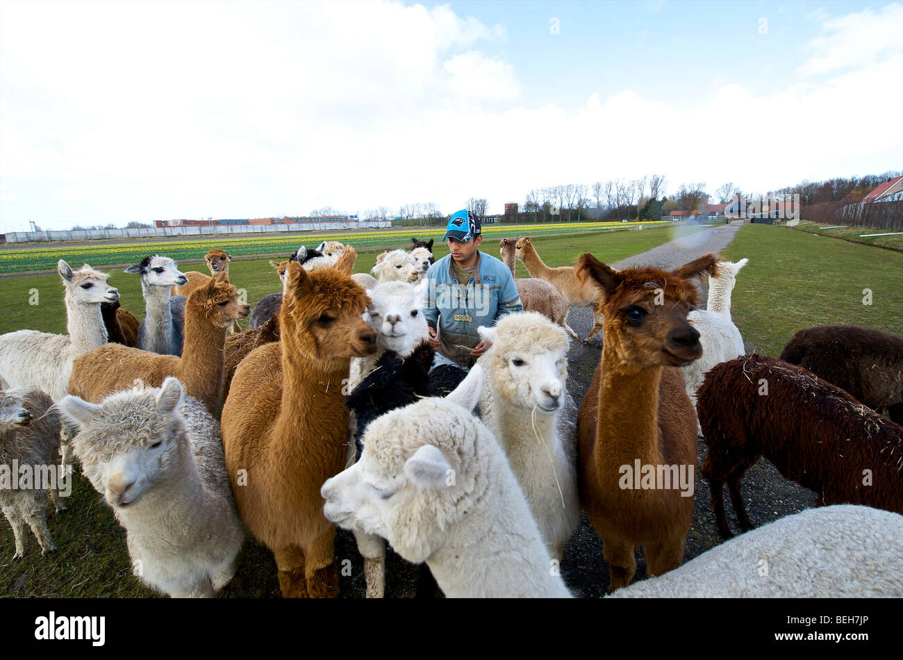 Holland, Alpaca farm Stock Photo Alamy