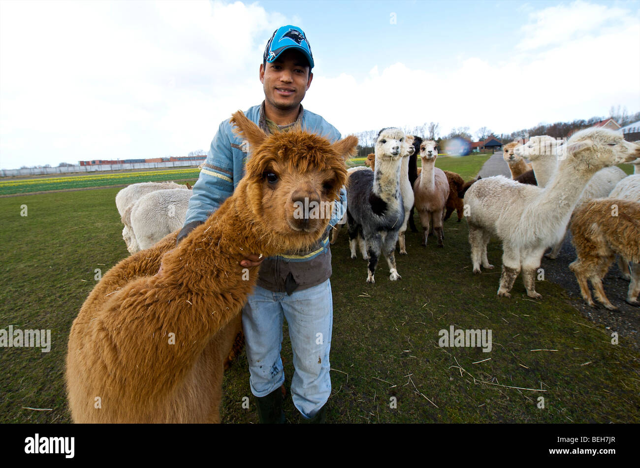Holland, Alpaca farm Stock Photo Alamy