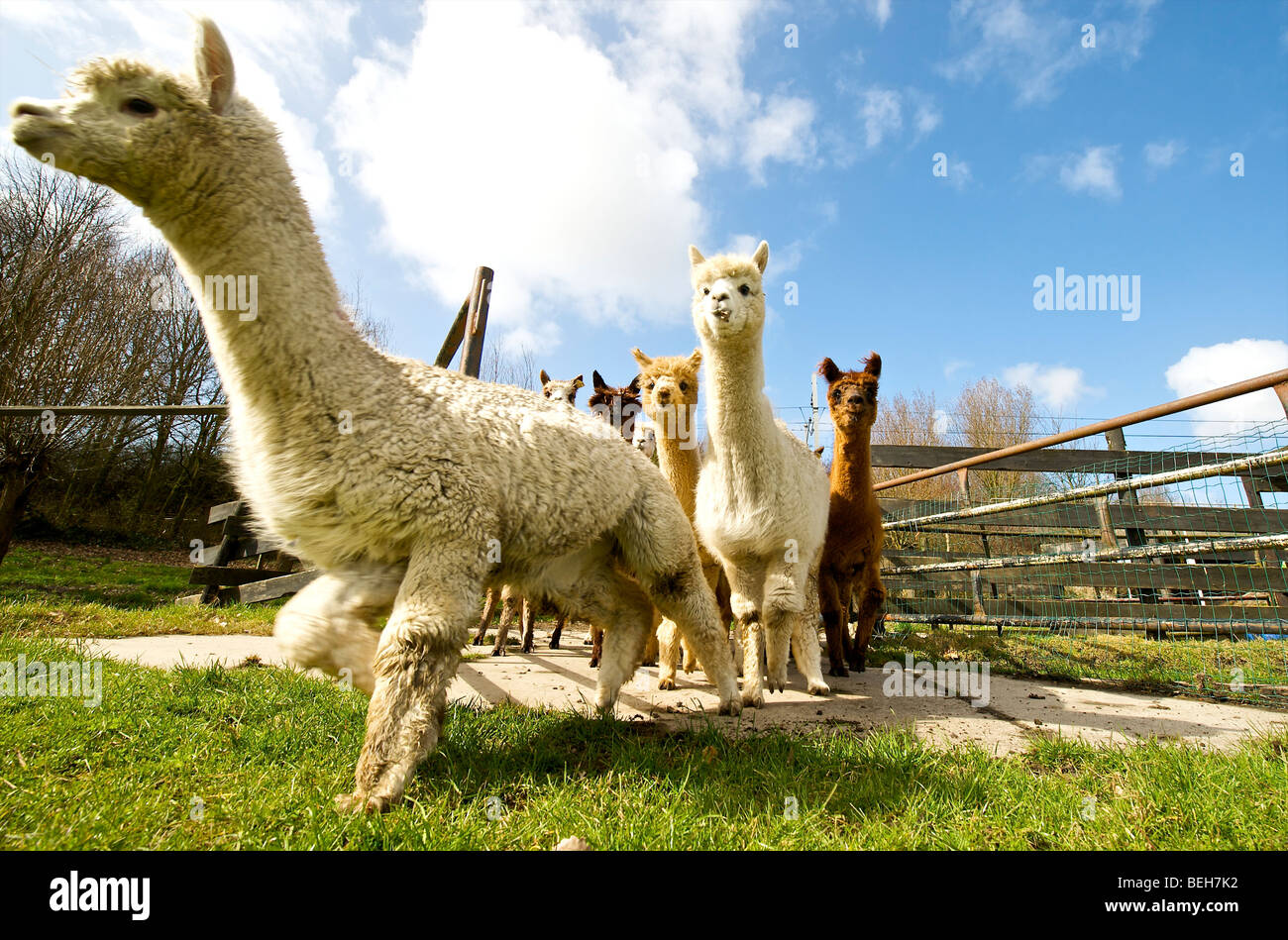 Holland, Alpaca farm Stock Photo Alamy