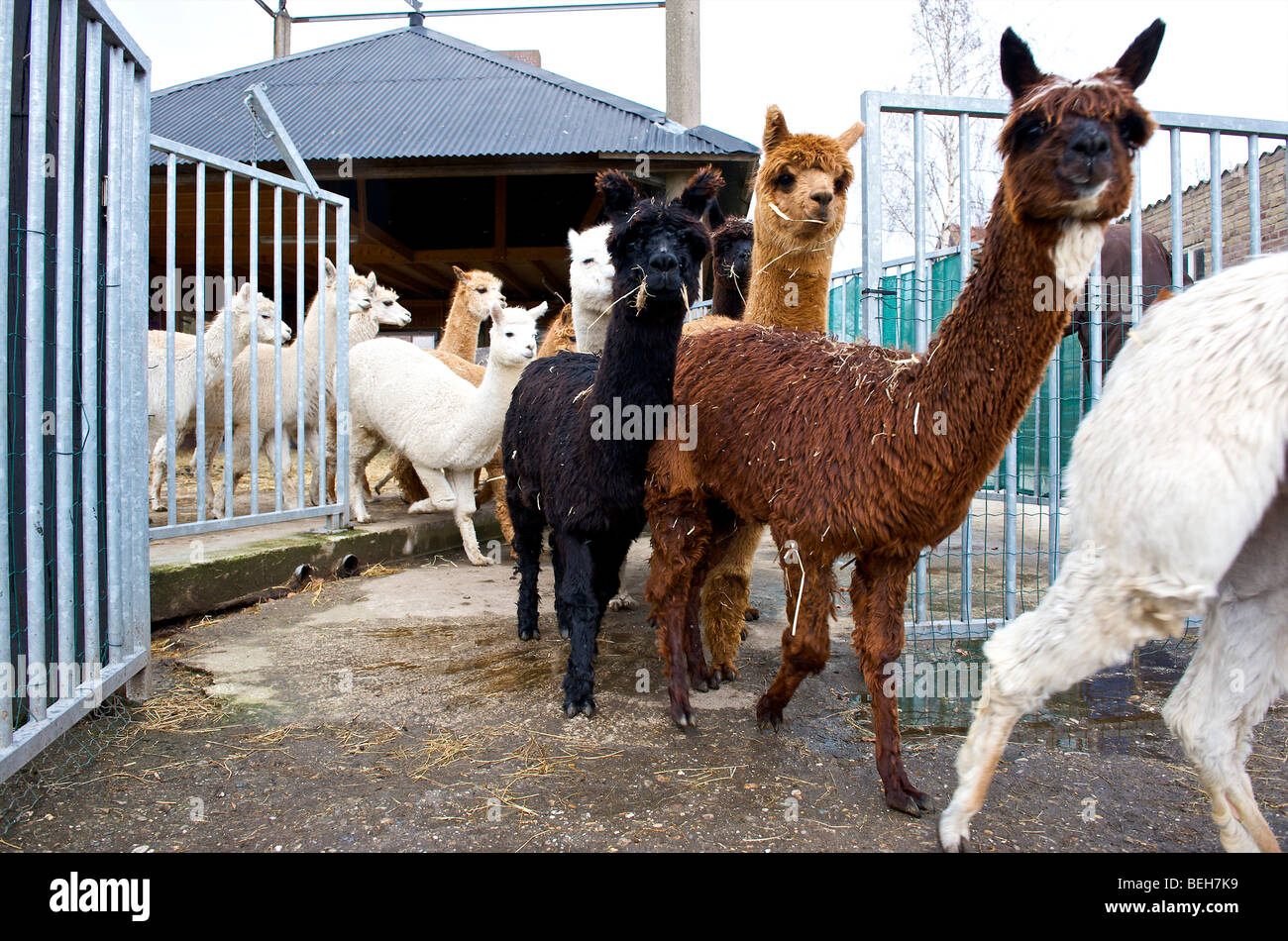 Holland, Alpaca farm Stock Photo Alamy