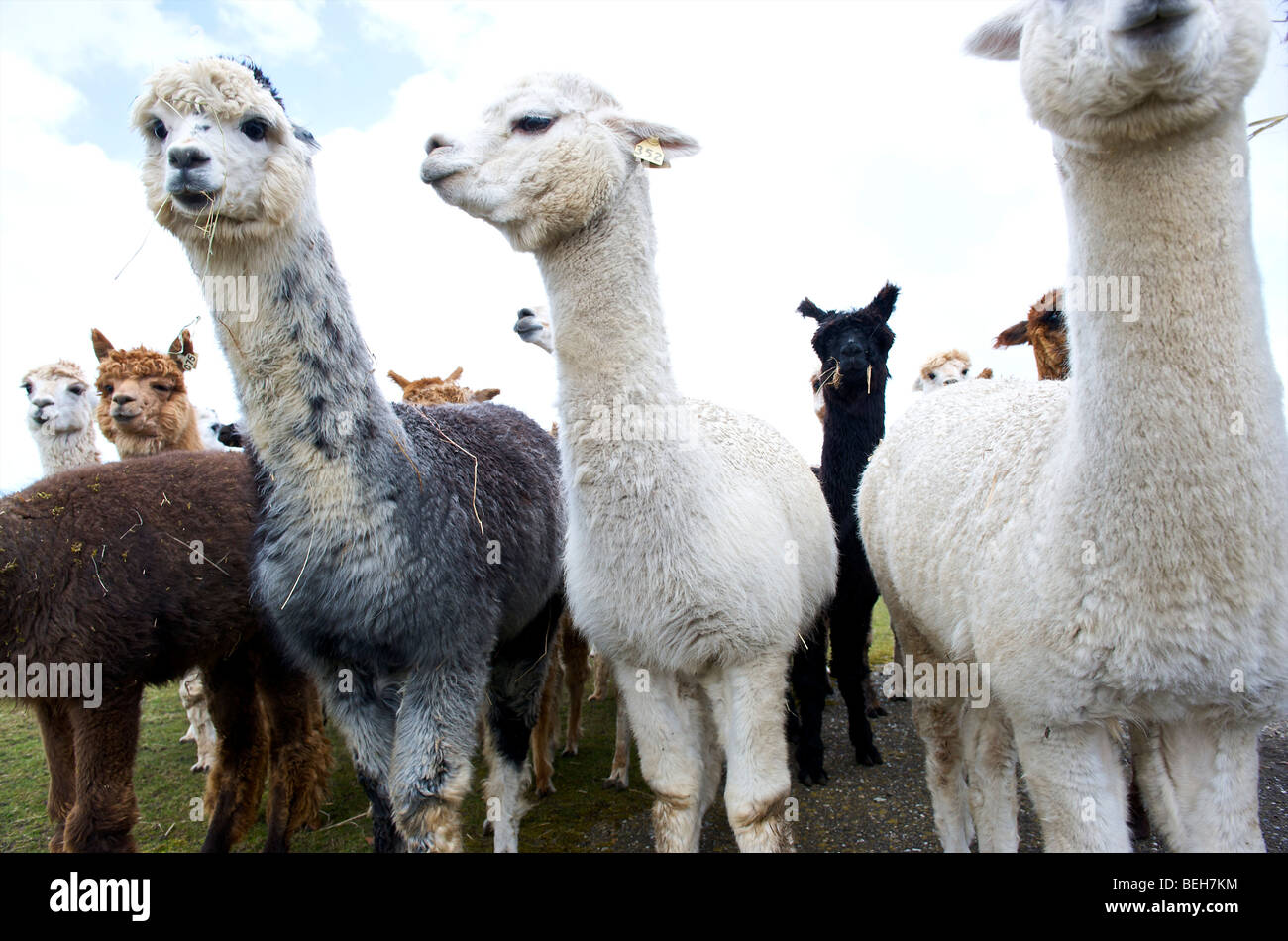 Holland, Alpaca farm Stock Photo Alamy