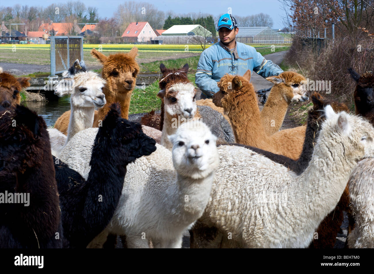 Holland, Alpaca farm Stock Photo Alamy