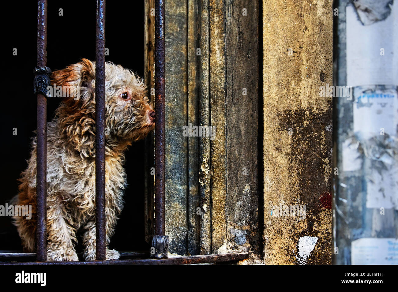 In an Istanbul back street a small dog looks out from the barred glassless window of a derelict house. Stock Photo