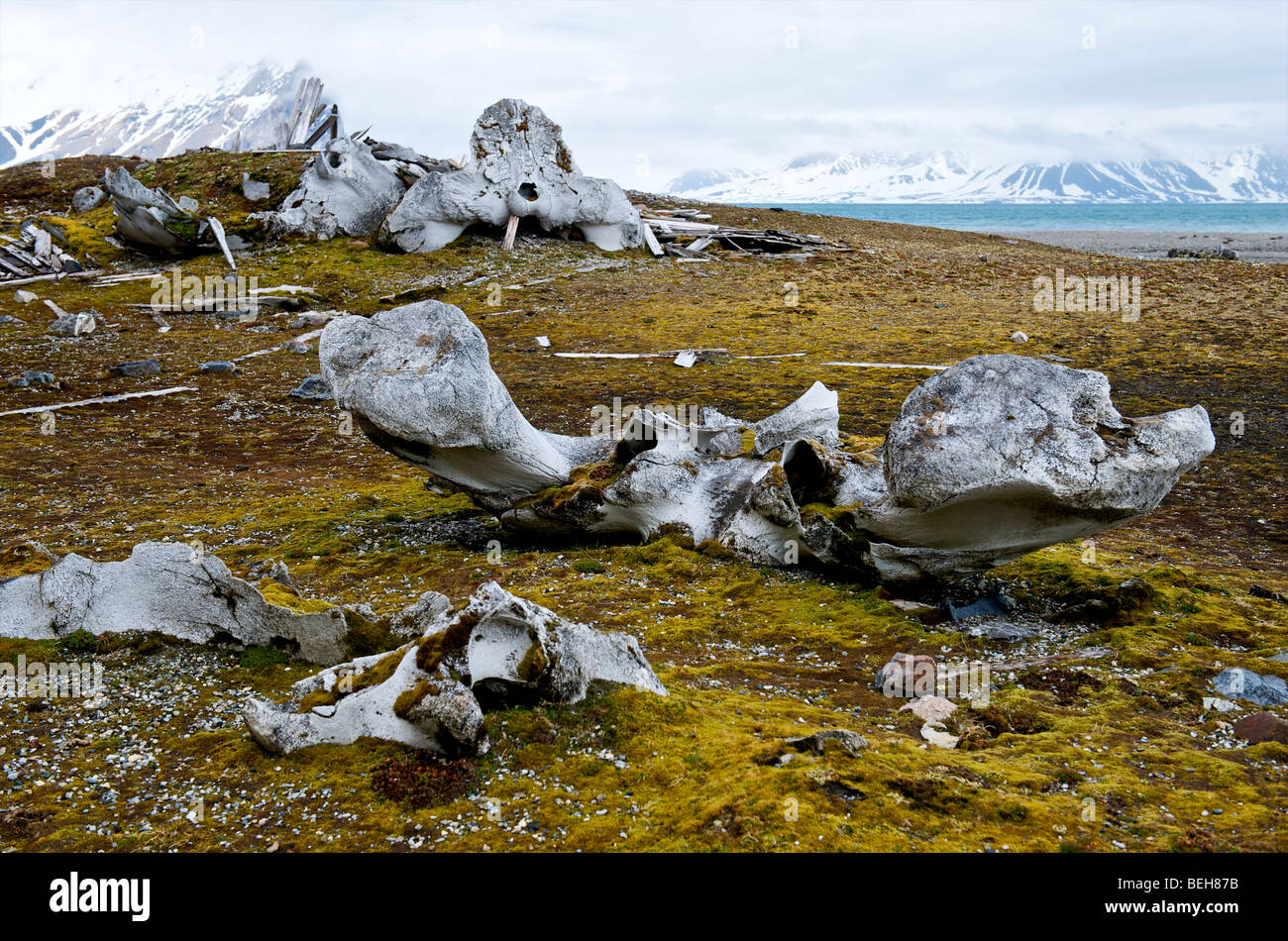 Spitsbergen, Svalbard, Hornsund, bones of sperm whale Stock Photo