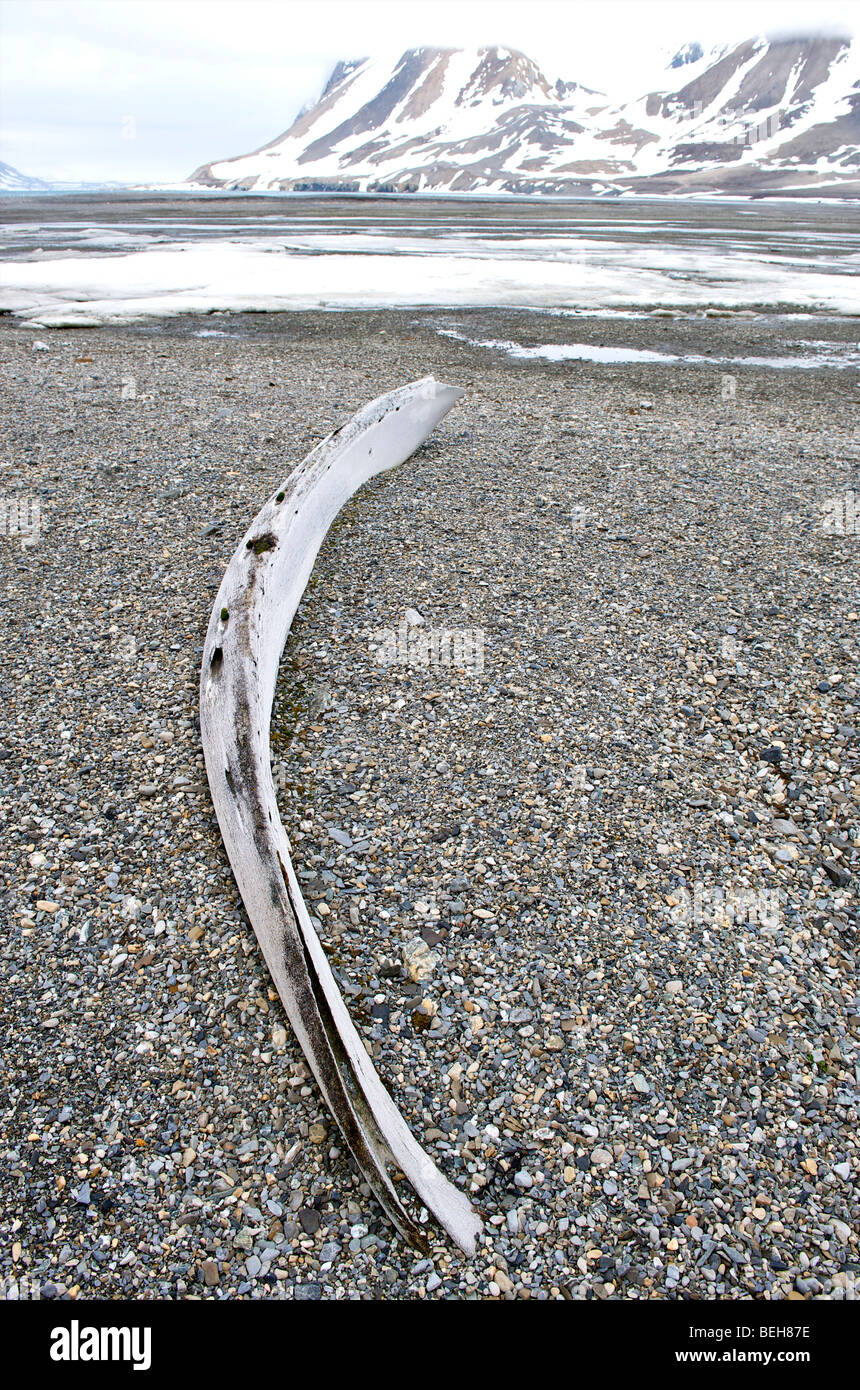 Spitsbergen, Svalbard, Hornsund, whale bone Stock Photo