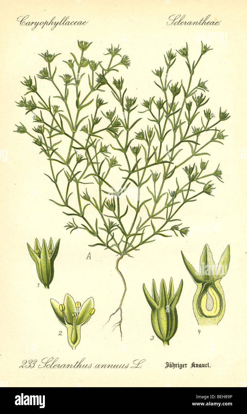 Circa 1880s engraving of German-knotweed (Scleranthus annuus) from Prof Dr Thome's Flora of Germany. Stock Photo
