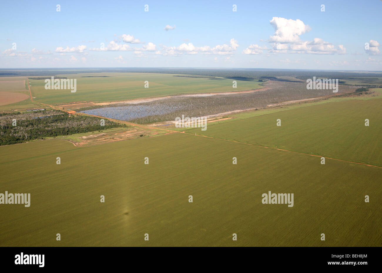 A lrage part of the Amazone has been destroyed and transferred into farmland. The main crops being cultivated are soya, grass fo Stock Photo